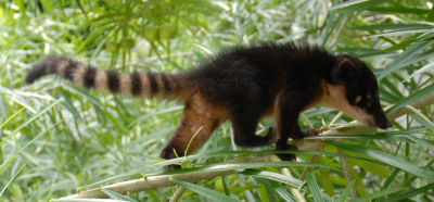 Носуха (Коати) из семейства енотов